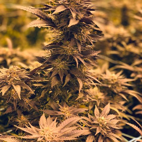 Gorilla Glue #4 growlog timeline photo