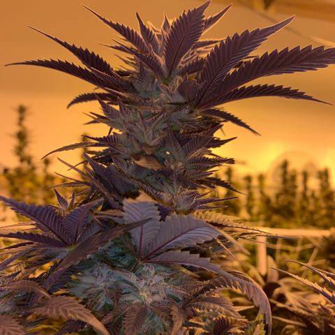 Gorilla Glue #4 growlog timeline photo