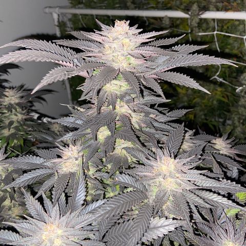 Gorilla Glue #4 growlog photo: Beginning of week 7