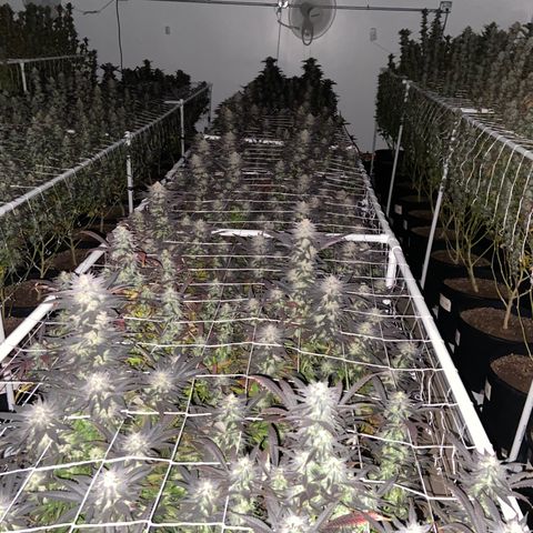 Gorilla Glue #4 growlog photo: Beginning of week 7