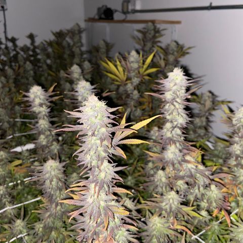 Gorilla Glue #4 growlog photo: Beginning of week 7