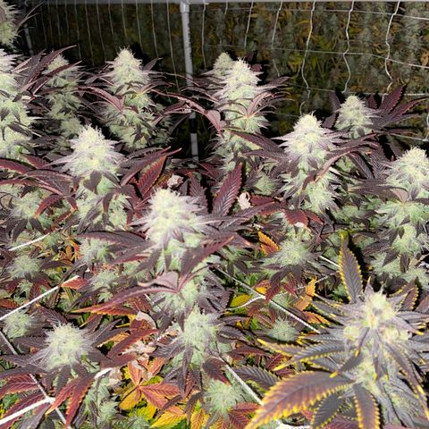 Gorilla Glue #4 growlog photo: Beginning of week 7