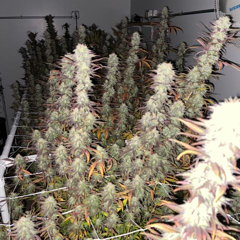 Gorilla Glue #4 growlog photo: Beginning of week 7