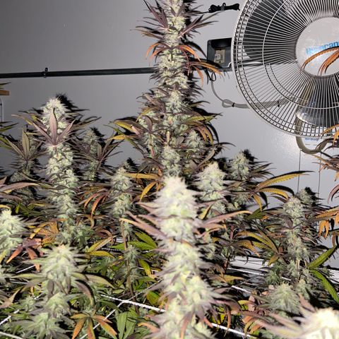Gorilla Glue #4 growlog photo: Beginning of week 7