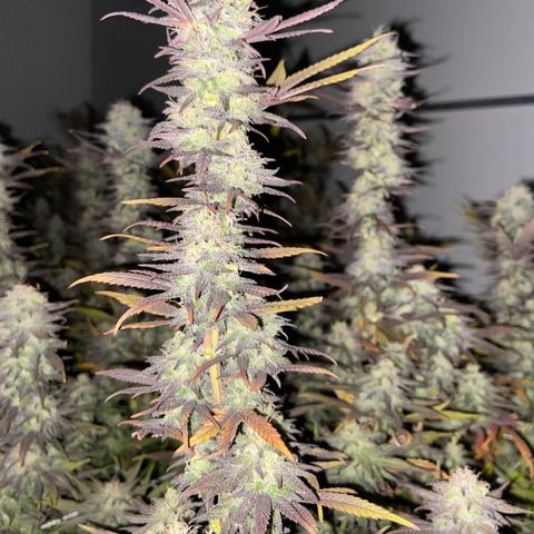 Gorilla Glue #4 growlog photo: Beginning of week 7