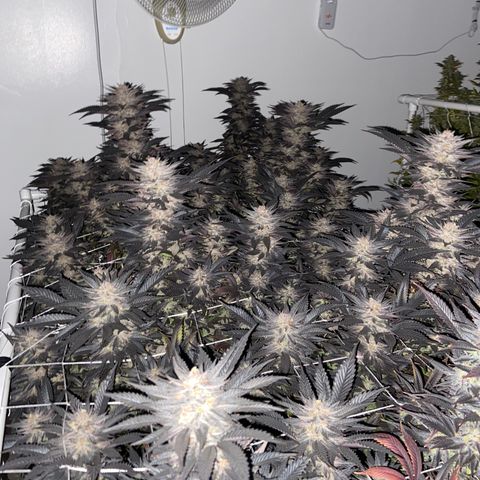 Gorilla Glue #4 growlog timeline photo