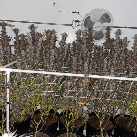 Gorilla Glue #4 growlog timeline photo