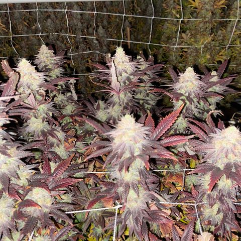 Gorilla Glue #4 growlog timeline photo
