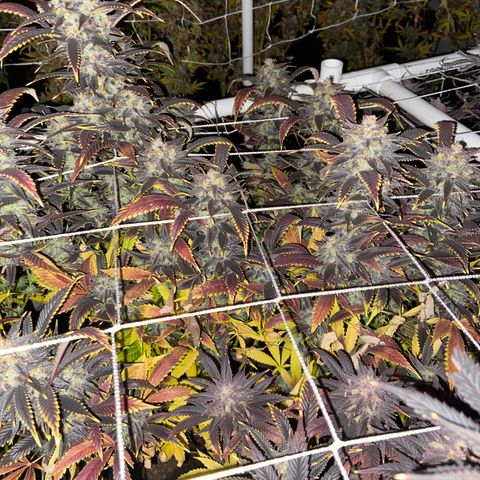 Gorilla Glue #4 growlog timeline photo