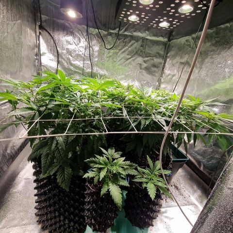 Génétique inconnue growlog photo: 1m2 99%