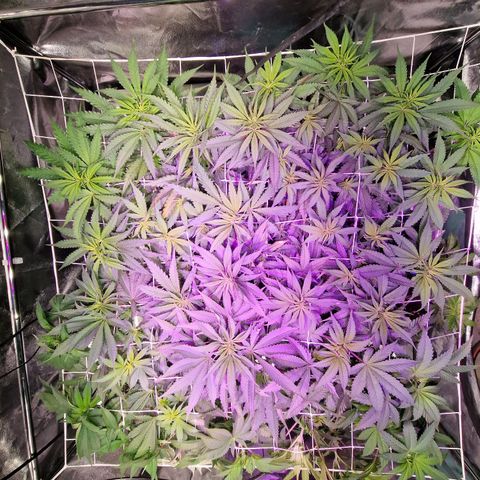 Génétique inconnue growlog photo: surveiller engraissage