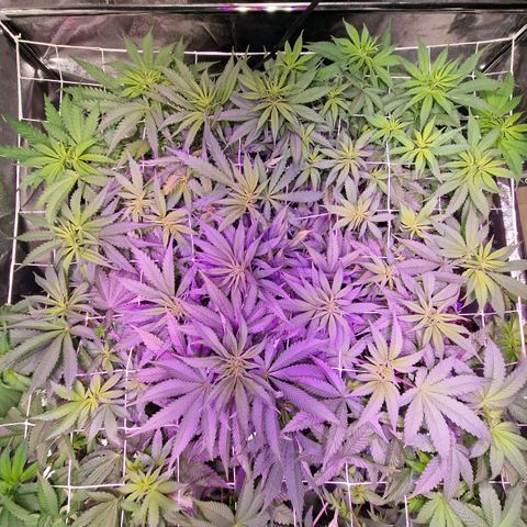Génétique inconnue growlog photo: surveiller engraissage
