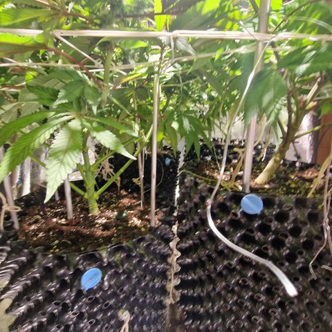 Génétique inconnue growlog photo: Grosse décollage e dernière torture lst.scroog, pincage scarification 