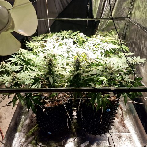 Génétique inconnue growlog photo: Grosse décollage e dernière torture lst.scroog, pincage scarification 