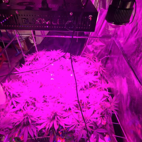Génétique inconnue growlog photo: Les far red couvrent tt à 50cm d hauteur c qui est excellent par contre le centre reçois beaucoup trop d'intensité lumineuse  risque de brûlures  si c'est le cas je les allume vers midi et je les éteind vers 17h 
Les remonter c'est hors question  par contre je testerai de éteindre ceux du milieux et laisser juste ceux des rebords
