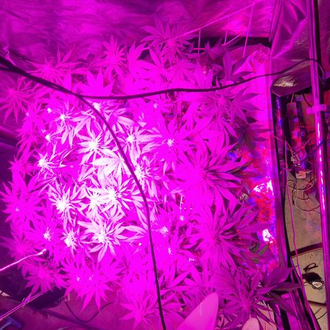 Génétique inconnue growlog photo: Les far red couvrent tt à 50cm d hauteur c qui est excellent par contre le centre reçois beaucoup trop d'intensité lumineuse  risque de brûlures  si c'est le cas je les allume vers midi et je les éteind vers 17h 
Les remonter c'est hors question  par contre je testerai de éteindre ceux du milieux et laisser juste ceux des rebords
