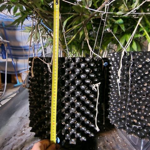 Génétique inconnue growlog photo: Les far red couvrent tt à 50cm d hauteur c qui est excellent par contre le centre reçois beaucoup trop d'intensité lumineuse  risque de brûlures  si c'est le cas je les allume vers midi et je les éteind vers 17h 
Les remonter c'est hors question  par contre je testerai de éteindre ceux du milieux et laisser juste ceux des rebords
