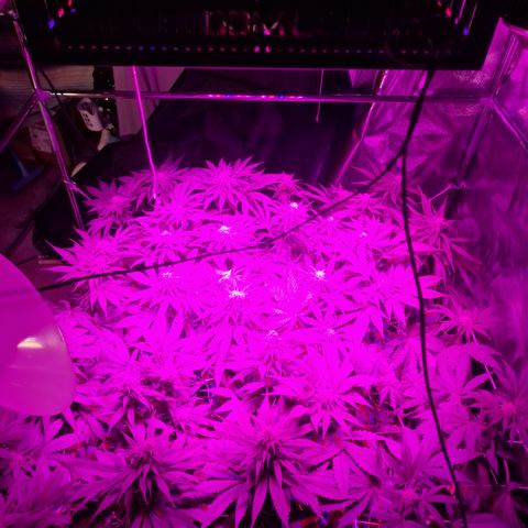 Génétique inconnue growlog photo: Les far red couvrent tt à 50cm d hauteur c qui est excellent par contre le centre reçois beaucoup trop d'intensité lumineuse  risque de brûlures  si c'est le cas je les allume vers midi et je les éteind vers 17h 
Les remonter c'est hors question  par contre je testerai de éteindre ceux du milieux et laisser juste ceux des rebords
