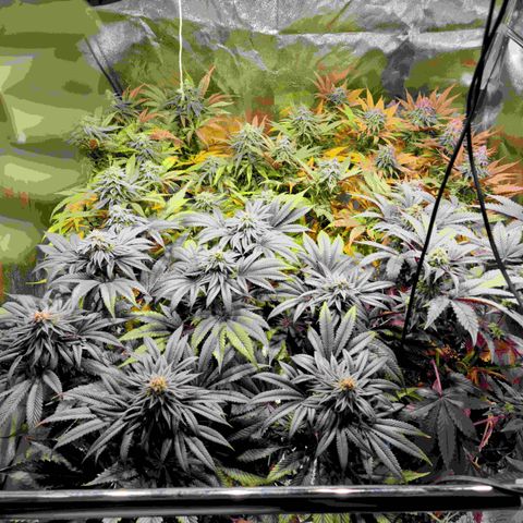 Génétique inconnue growlog photo: Last week
