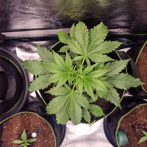 3G Triple Auto growlog timeline photo
