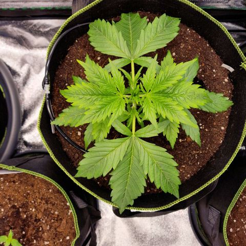 3G Triple Auto growlog timeline photo