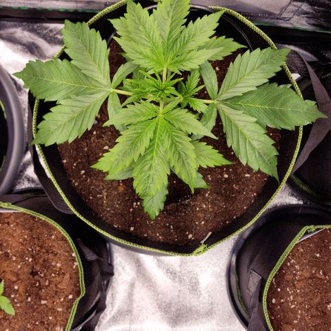 3G Triple Auto growlog timeline photo