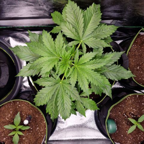 3G Triple Auto growlog timeline photo