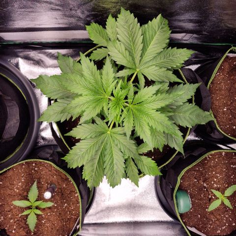 3G Triple Auto growlog timeline photo