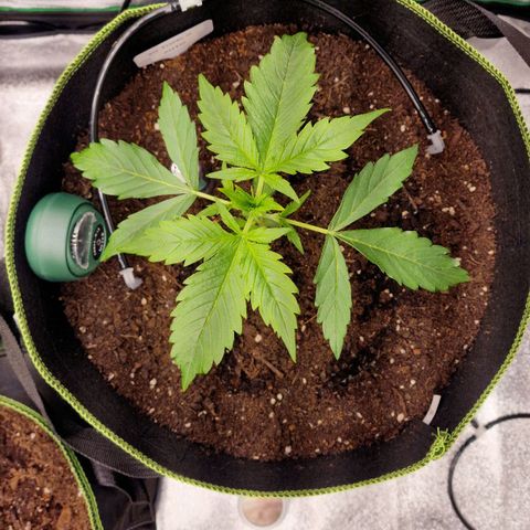 3G Triple Auto growlog timeline photo
