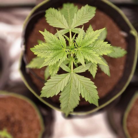 3G Triple Auto growlog timeline photo