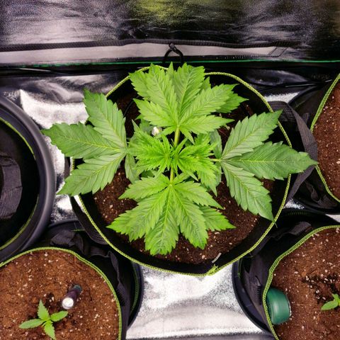 3G Triple Auto growlog timeline photo