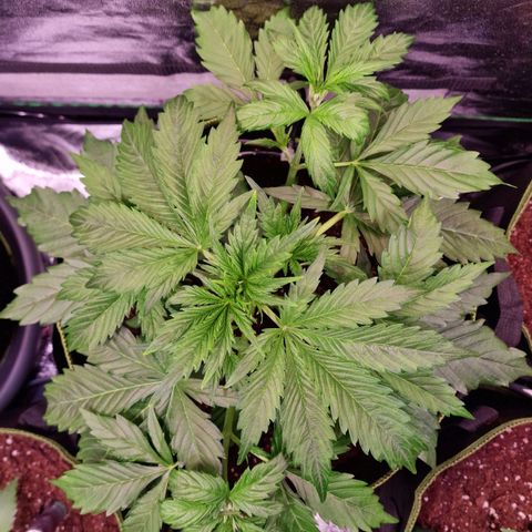 3G Triple Auto growlog timeline photo