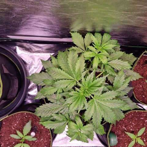 3G Triple Auto growlog timeline photo