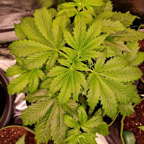 3G Triple Auto growlog timeline photo