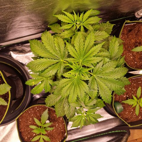 3G Triple Auto growlog timeline photo