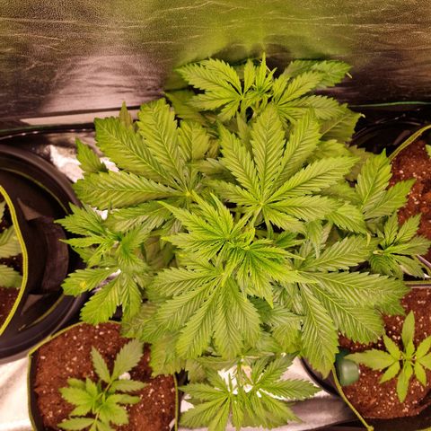 3G Triple Auto growlog timeline photo