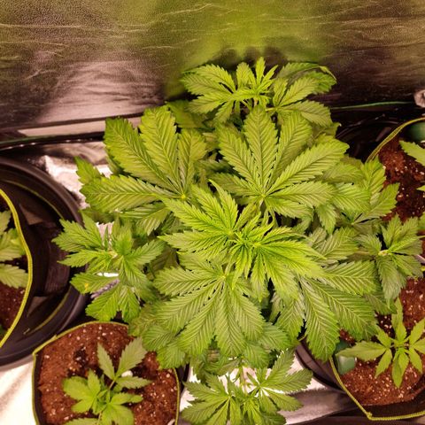 3G Triple Auto growlog timeline photo
