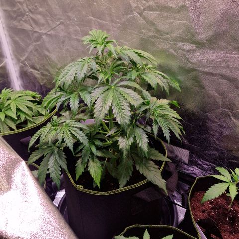 3G Triple Auto growlog timeline photo