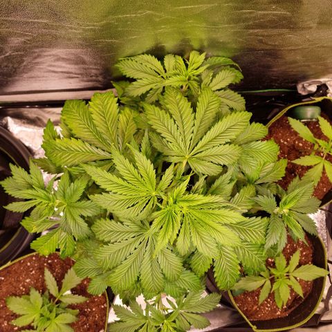 3G Triple Auto growlog timeline photo