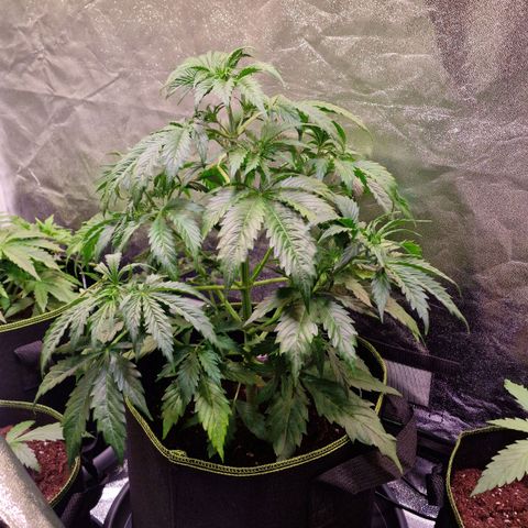 3G Triple Auto growlog timeline photo