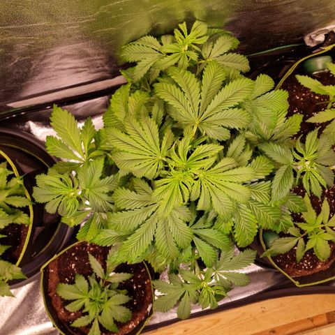 3G Triple Auto growlog timeline photo