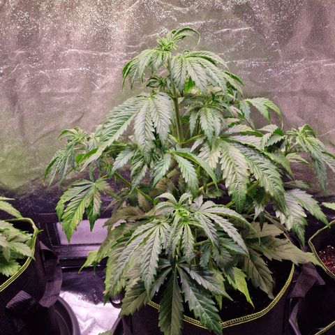 3G Triple Auto growlog timeline photo