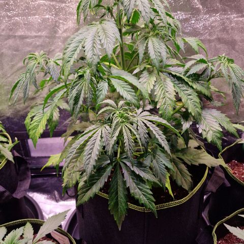 3G Triple Auto growlog timeline photo