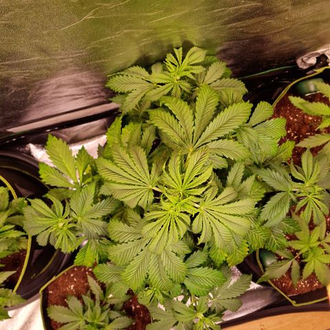 3G Triple Auto growlog timeline photo