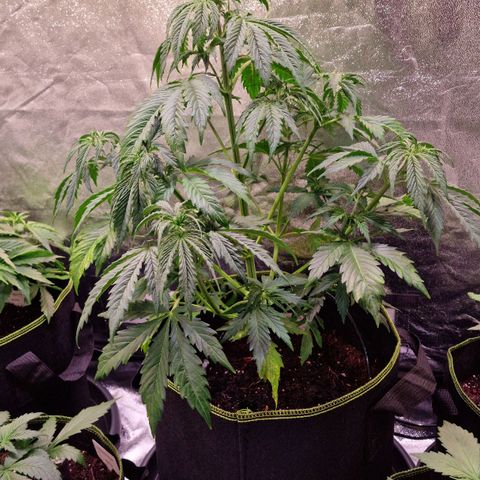 3G Triple Auto growlog timeline photo