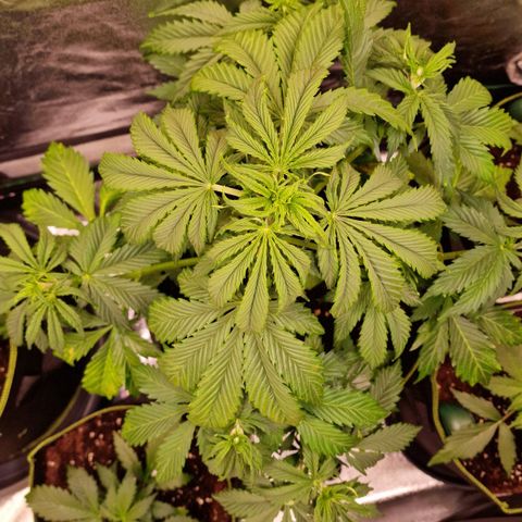3G Triple Auto growlog timeline photo