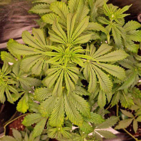 3G Triple Auto growlog timeline photo