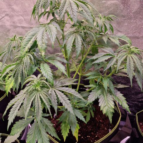 3G Triple Auto growlog timeline photo