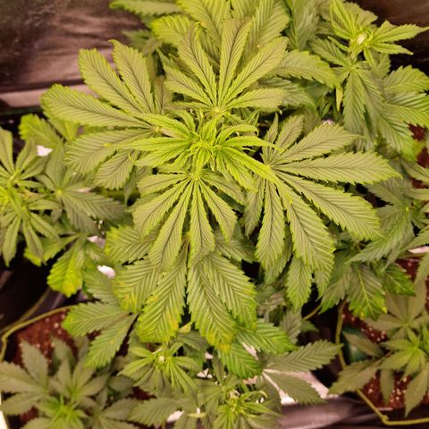 3G Triple Auto growlog timeline photo