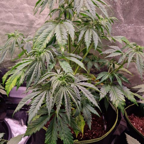 3G Triple Auto growlog timeline photo